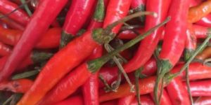 Fresh Red Chilli