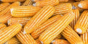 Indian Yellow Dent Corn