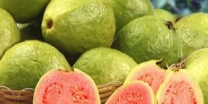 a Grade Guava