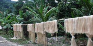 Raw Banana Fiber