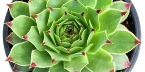 Green Succulent Plant