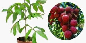 Litchi Fruit Plant
