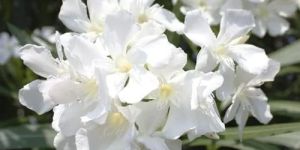 White Oleander Karabi Plant