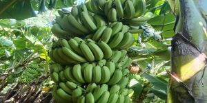 Fresh Green Banana