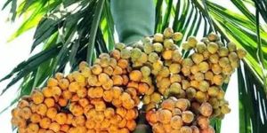 Areca Nut