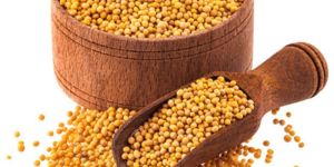 Yellow Mustard Seeds