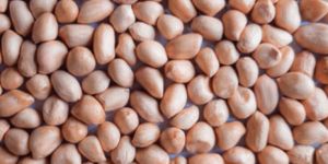 Raw Peanut Kernel
