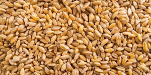 Durum Wheat