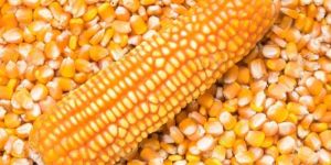 Yellow Maize Seeds