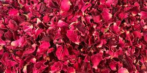 Dry Rose Petals