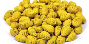 Turmeric Bulb