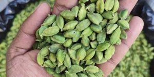 Green Cardamom
