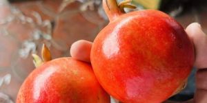 Fresh Pomegranate