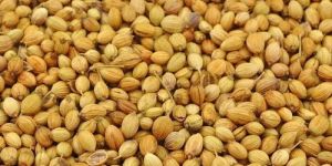 Coriander Seeds