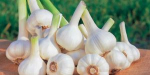 Garlic