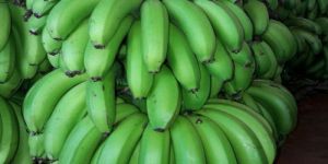 a Grade Green Banana