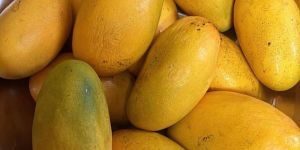 golden dasheri mangoes