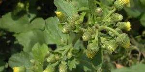 Premium Blumea Lacera Medicinal Herb with Multiple Benefits ( Dried Kalhar )