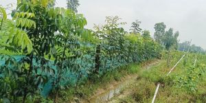 Mahogany Tree