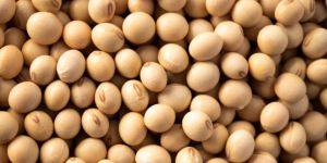 Soyabean