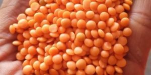 Masoor Dal