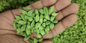 Green Cardamom