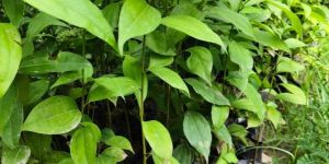 Green Cinnamon Plant / Dalchini Ka Paudha