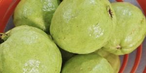 Organic Guava Fruit