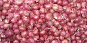 Red Onion