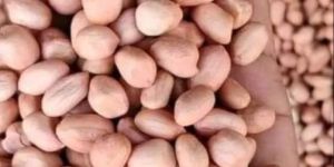 Edible Groundnut Seeds