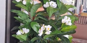 bach medicinal plant