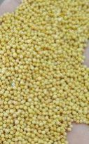 Yellow Mustard Seeds