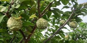 nmk custard apple plant