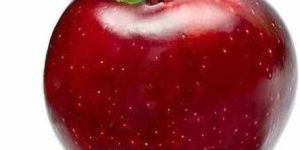 A Grade Fresh Organic Apple