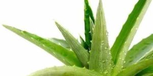 Organic Aloe Vera Leaf
