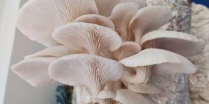 Fresh Oyster Mushroom