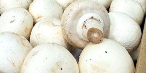 White Button Mushroom