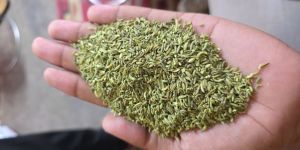 Fennel Seeds