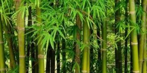 Bamboo Poles