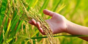 Paddy Rice