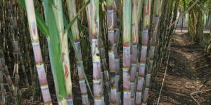 Sugarcane