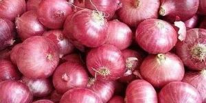 Fresh Red Onion