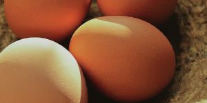 Fresh Eggs