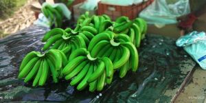 Fresh Banana Fruit