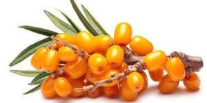 Sea Buckthorn
