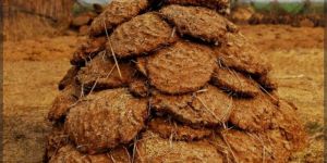 Cow Dung Cake