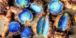 Black Turmeric Finger