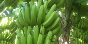 Green Banana