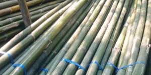 Bamboo Poles, 10 Feet Tall