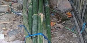 Bamboo Poles, 10 Feet Tall Super Top